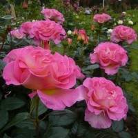 Pink Paradise ®